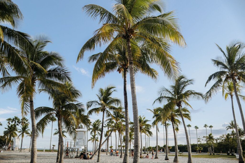 Palm trees along a sunny street in Miami